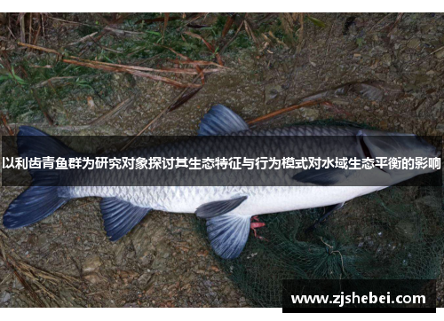 以利齿青鱼群为研究对象探讨其生态特征与行为模式对水域生态平衡的影响